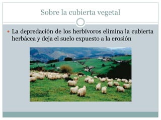 Sobre la cubierta vegetal
 La depredación de los herbívoros elimina la cubierta
herbácea y deja el suelo expuesto a la erosión
 