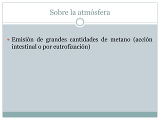 Sobre la atmósfera
 Emisión de grandes cantidades de metano (acción
intestinal o por eutrofización)
 
