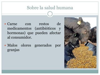 Sobre la salud humana
 Carne con restos de
medicamentos (antibióticos y
hormonas) que pueden afectar
al consumidor.
 Malos olores generados por
granjas
 