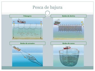 Pesca de bajura
Palangres Redes de deriva
Redes de arrastre Redes de cerco
 