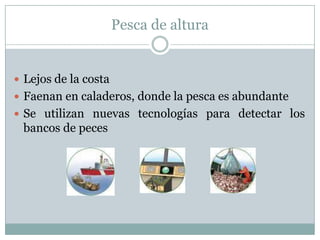 Pesca de altura
 Lejos de la costa
 Faenan en caladeros, donde la pesca es abundante
 Se utilizan nuevas tecnologías para detectar los
bancos de peces
 