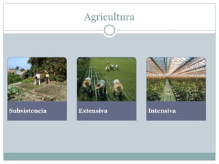 Agricultura
Subsistencia Extensiva Intensiva
 