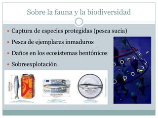 Sobre la fauna y la biodiversidad
 Captura de especies protegidas (pesca sucia)
 Pesca de ejemplares inmaduros
 Daños en los ecosistemas bentónicos
 Sobreexplotación
 
