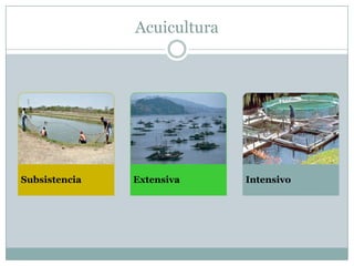 Acuicultura
Subsistencia Extensiva Intensivo
 