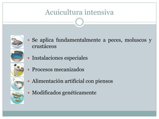 Acuicultura intensiva
 Se aplica fundamentalmente a peces, moluscos y
crustáceos
 Instalaciones especiales
 Procesos mecanizados
 Alimentación artificial con piensos
 Modificados genéticamente
 
