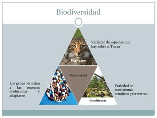 Biodiversidad
Especies
Genética
Biodiversidad
Ecosistemas
Variedad de especies que
hay sobre la Tierra
Variedad de
ecosistemas
acuáticos y terrestres
Los genes permiten
a las especies
evolucionar y
adaptarse
 