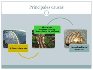 Principales causas
Sobreexplotación
Alteración,
fragmentación y
destrucción de hábitats
Introducción de
especies
 