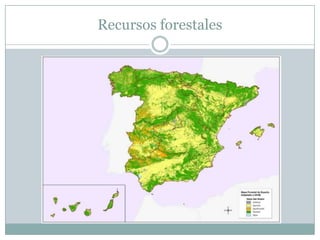 Recursos forestales
 