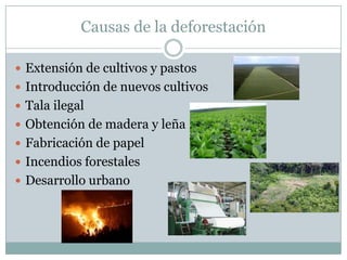 Causas de la deforestación
 Extensión de cultivos y pastos
 Introducción de nuevos cultivos
 Tala ilegal
 Obtención de madera y leña
 Fabricación de papel
 Incendios forestales
 Desarrollo urbano
 