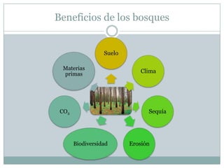 Beneficios de los bosques
Suelo
Clima
Sequía
ErosiónBiodiversidad
CO2
Materias
primas
 