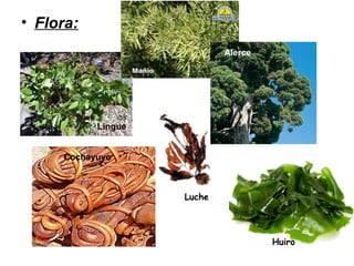 • Flora:
Luche
Huiro
Cochayuyo
Lingue
Alerce
 