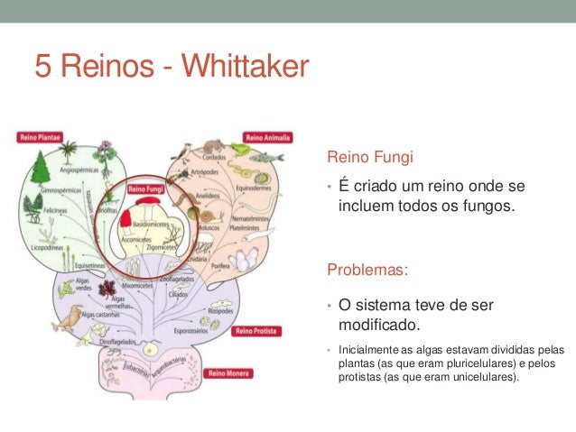 BioGeo11Os 5 reinos de Whittaker
