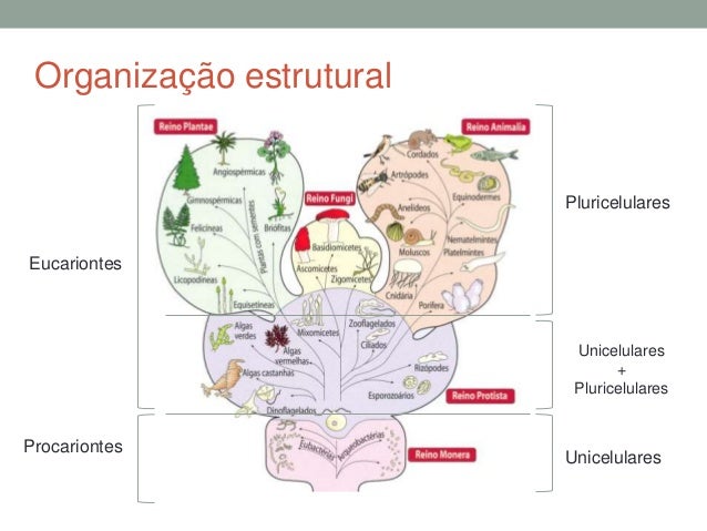 BioGeo11Os 5 reinos de Whittaker