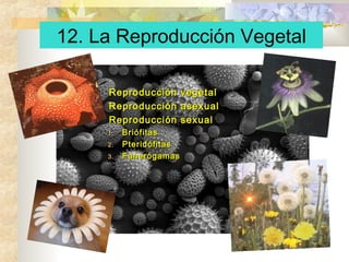 12. La Reproducción Vegetal
1.
2.
3.

Reproducción vegetal
Reproducción asexual
Reproducción sexual
1.
2.
3.

Briófitas
Pteridófitas
Fanerógamas

 