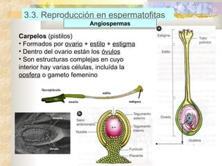 3.3. Reproducción en espermatofitas
Angiospermas

Carpelos (pistilos)
• Formados por ovario + estilo + estigma
• Dentro del ovario están los óvulos
• Son estructuras complejas en cuyo
interior hay varias células, incluída la
oosfera o gameto femenino

 