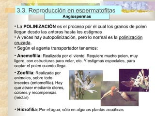 3.3. Reproducción en espermatofitas
Angiospermas

• La POLINIZACIÓN es el proceso por el cual los granos de polen
llegan desde las anteras hasta los estigmas
• A veces hay autopolinización, pero lo normal es la polinización
cruzada.
• Según el agente transportador tenemos:
• Anemofilia: Realizada por el viento. Requiere mucho polen, muy
ligero, con estructuras para volar, etc. Y estigmas especiales, para
captar el polen cuando llega.

• Zoofilia: Realizada por
animales, sobre todo
insectos (entomofilia). Hay
que atraer mediante olores,
colores y recompensas
(néctar)

• Hidrofilia: Por el agua, sólo en algunas plantas acuáticas

 