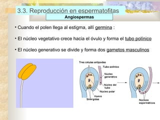 3.3. Reproducción en espermatofitas
Angiospermas

• Cuando el polen llega al estigma, allí germina :
• El núcleo vegetativo crece hacia el óvulo y forma el tubo polínico
• El núcleo generativo se divide y forma dos gametos masculinos

 
