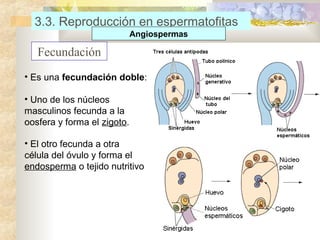 3.3. Reproducción en espermatofitas
Angiospermas

Fecundación
• Es una fecundación doble:
• Uno de los núcleos
masculinos fecunda a la
oosfera y forma el zigoto.
• El otro fecunda a otra
célula del óvulo y forma el
endosperma o tejido nutritivo

 