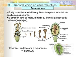 3.3. Reproducción en espermatofitas
Angiospermas

• El zigoto empieza a dividirse y forma una planta en miniatura
que llamamos embrión
• El embrión tiene su radícula (raíz), su plúmula (tallo) y su(s)
cotiledón(es) (hojas)

• Embrión + endosperma + tegumentos
= SEMILLA

 