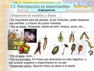 3.3. Reproducción en espermatofitas
Angiospermas

Dispersión de semillas y frutos
• Es importante para las plantas, al ser inmóviles, poder dispersar
sus semillas. Lo hacen de cuatro maneras
• Por el viento. Amapolas, diente de león, chopos, arces, etc….

• Por el agua. coco….
• Por los animales. En frutos que atraviesan su tubo digestivo, o
que quedan pegados o enganchados en su piel.
• Dispersión activa. Algunos frutos se abren a lo bestia

 