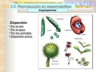 3.3. Reproducción en espermatofitas
Angiospermas

Dispersión
• Por el aire
• Por el agua.
• Por los animales.
• Dispersión activa.

 