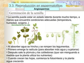 3.3. Reproducción en espermatofitas
Angiospermas

Germinación de la semilla
• La semilla puede estar en estado latente durante mucho tiempo, a
menos que encuentre condiciones adecuadas (temperatura,
humedad, oxígeno..)

• Al absorber agua se hincha y se rompen los tegumentos.
• Primero emerge la radícula (para absorber más agua y sujetarse)
• Después sale la plúmula y los cotiledones (que van menguando a
medida que la planta utiliza los nutrientes)
• Cuando crecen las hojas, comienza la fotosíntesis y la planta
sigue creciendo

 