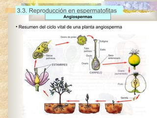 3.3. Reproducción en espermatofitas
Angiospermas

• Resumen del ciclo vital de una planta angiosperma

 