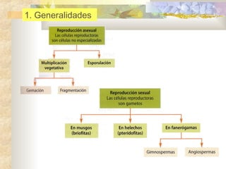 1. Generalidades

 