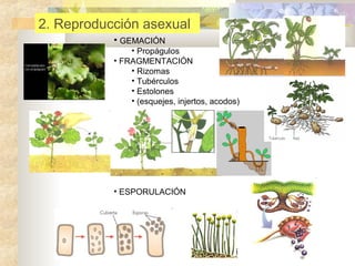 2. Reproducción asexual
• GEMACIÓN
• Propágulos
• FRAGMENTACIÓN
• Rizomas
• Tubérculos
• Estolones
• (esquejes, injertos, acodos)

• ESPORULACIÓN

 