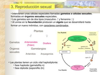 3. Reproducción sexual
• Intervienen unas células especiales llamadas gametos o células sexuales,
formadas en órganos sexuales especiales.
• Los gametos son de dos tipos (masculino ♂ y femenino ♀)
• Al unirse en la fecundación producen un zigoto que se desarrollará hasta
formar un nuevo individuo, con caracteres combinados.

Plantas
♂

Gametos
Órganos
sexuales

♀

Anterozoides
(Polen)

Oosfera

Gametangios
Anteridios

Arquegonios

• Las plantas tienen un ciclo vital haplodiplonte:
• fase haploide (gametofito n)
• fase diploide (esporofito 2n)

 