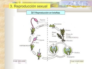 3. Reproducción sexual
3.1 Reproducción en briofitas

 