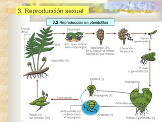 3. Reproducción sexual
3.2 Reproducción en pteridofitas

 