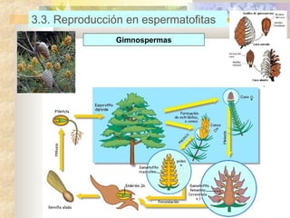 3.3. Reproducción en espermatofitas
Gimnospermas

 