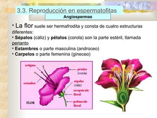 3.3. Reproducción en espermatofitas
Angiospermas

• La flor suele ser hermafrodita y consta de cuatro estructuras
diferentes:
• Sépalos (cáliz) y pétalos (corola) son la parte estéril, llamada
perianto
• Estambres o parte masculina (androceo)
• Carpelos o parte femenina (gineceo)

 