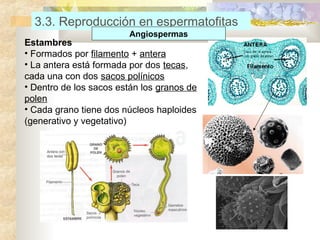 3.3. Reproducción en espermatofitas
Angiospermas

Estambres
• Formados por filamento + antera
• La antera está formada por dos tecas,
cada una con dos sacos polínicos
• Dentro de los sacos están los granos de
polen
• Cada grano tiene dos núcleos haploides
(generativo y vegetativo)

 