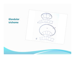 Glandular 
trichome 
 
