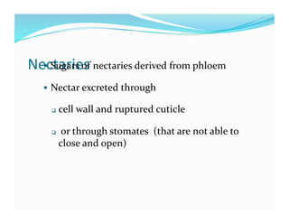 Nectaries 
    Sugars of nectaries derived from phloem  

     Nectar excreted through  

         cell wall and ruptured cuticle 

          or through stomates  (that are not able to 
          close and open) 
 