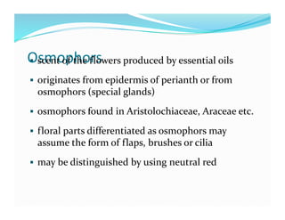 Osmophors 
  scent of the flowers produced by essential oils  

  originates from epidermis of perianth or from 
  osmophors (special glands) 
  osmophors found in Aristolochiaceae, Araceae etc. 

  floral parts differentiated as osmophors may 
  assume the form of flaps, brushes or cilia 
  may be distinguished by using neutral red 
 