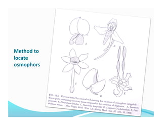 Method to 
locate 
osmophors 
 