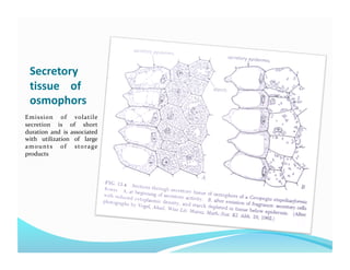 Secretory 
  tissue    of 
  osmophors 
Emission   of   volatile 
secretion   is   of   short 
duration and   is associated 
with   utilization   of   large 
a m o u n t s   o f   s to ra ge 
products 
 