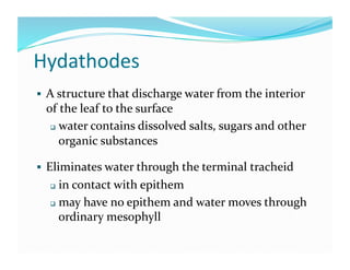 Hydathodes 
  A structure that discharge water from the interior 
 of the leaf to the surface 
    water contains dissolved salts, sugars and other 

     organic substances 

  Eliminates water through the terminal tracheid 
    in contact with epithem 
    may have no epithem and water moves through 

     ordinary mesophyll 
 