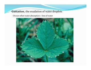 Guttation, the exudation of water droplets 
 Occurs when water absorption > loss of water 
 