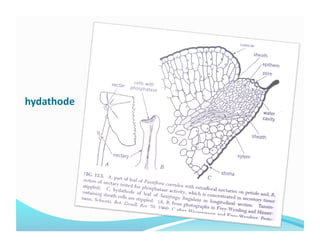 hydathode 
 