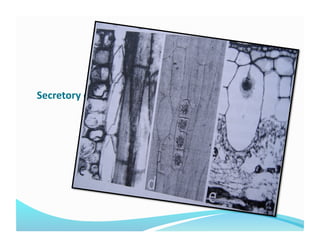 Secretory cells 
 