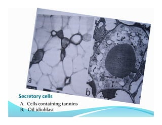 Secretory cells 
A.  Cells containing tannins  
B.   Oil idioblast 
 
