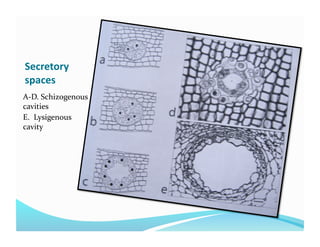 Secretory 
spaces 
A‐D. Schizogenous 
cavities 
E.  Lysigenous 
cavity 
 