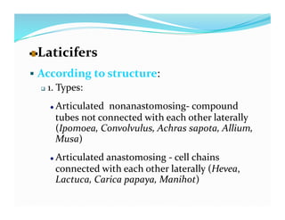   aticifers 
  L
  According to structure: 
     1. Types: 


   
   Articulated  nonanastomosing‐ compound 
     tubes not connected with each other laterally 
     (Ipomoea, Convolvulus, Achras sapota, Allium, 
     Musa) 
   
   Articulated anastomosing ‐ cell chains 
     connected with each other laterally (Hevea, 
     Lactuca, Carica papaya, Manihot) 
 