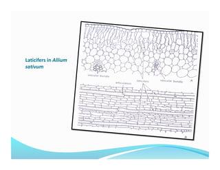 Laticifers in Allium 
sativum 
 