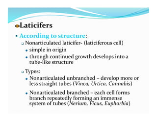   aticifers 
  L
  According to structure: 
     Nonarticulated laticifer‐ (laticiferous cell)  

      
   simple in origin  

      
   through continued growth develops into a 

          tube‐like structure 
      Types: 
       
   Nonarticulated unbranched – develop more or 

           less straight tubes (Vinca, Urtica, Cannabis) 
       
    Nonarticulated branched – each cell forms 
            branch repeatedly forming an immense 
            system of tubes (Nerium, Ficus, Euphorbia)       
 