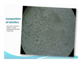 Composition 
of laticifers 
Latex with  numerous 
vesicles ; contain 
polyterpenes and other 
compounds 
 